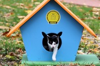 So far, the carpenters have only produced cat houses but they will also make dog houses and bird nests in the future.