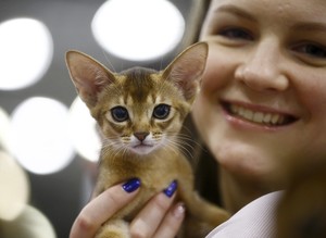 Internationale Katzenmesse in Moskau lockt zehntausende Liebhaber an