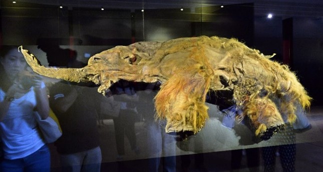 Image result for 28,000-Year-Old Woolly Mammoth Cells Brought Back to Life by Scientists