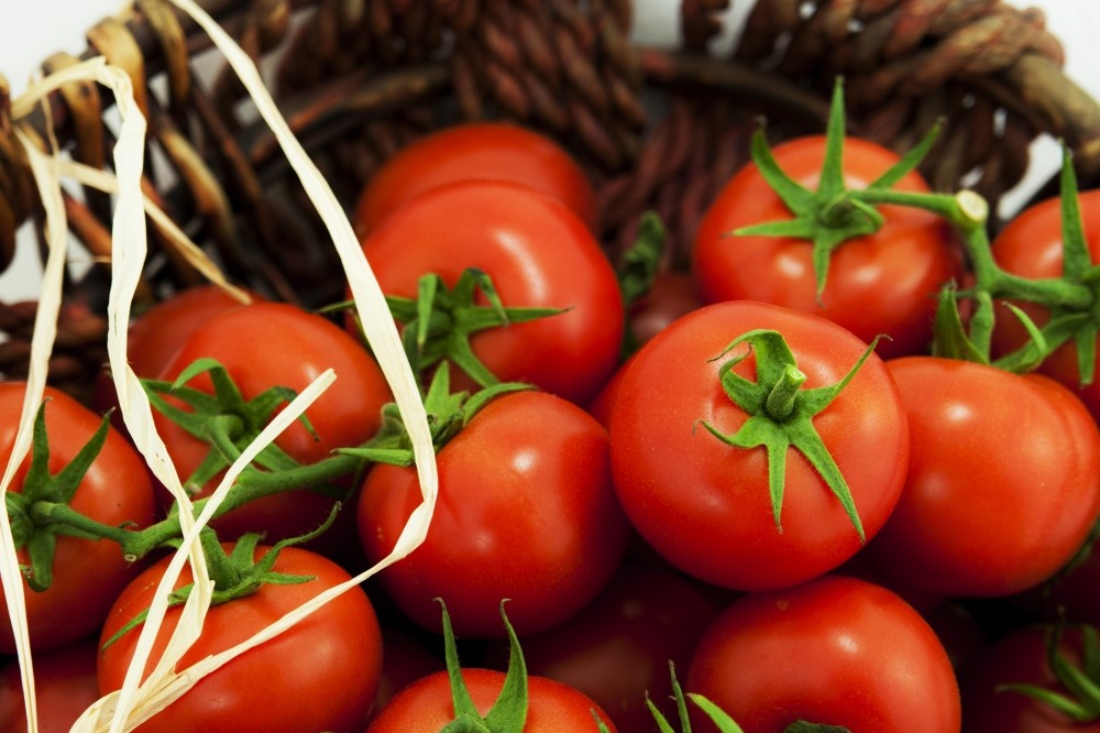 The value of tomato exports to Russia was $365.3 million in 2015, while it reached around $198.3 million during the January-July period of this year from last year's $159 million.