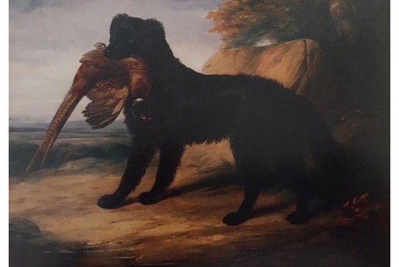 William Barraud, ,Black Retriever with a Pheasant,, 1839.