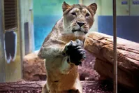 A lion mother jumps against the window of her enclosure to protect her babies against visitors at the zoo in Frankfurt, Germany, Wednesday, May 30, 2018 (AP Photo)