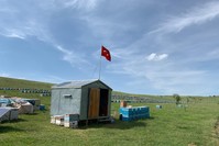 On average, honeybee colonies include 20,000-50,000 female workers, one queen and hundreds of male drones.