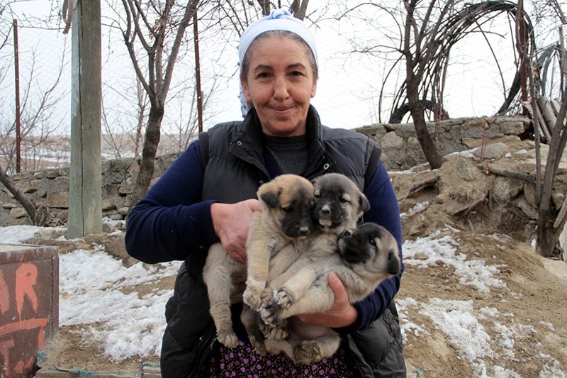 Animal lovers send one ton of food for starving village puppies in ...