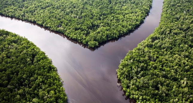 A handout picture released by Greenpeace on 21 March 2012 and taken on 28 February 2012 shows untouched forest in the Sungai Sembilang National Conservation Park in South Sumatra, Indonesia. (EPA Photo)