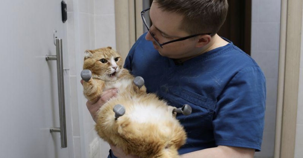 Veterinarian Sergei Gorshkov holds his patient Ryzhik the cat, who lost all four paws and got 3D-printed titanium prosthetics in 2019, at the veterinarian clinic in Novosibirsk, Russia February 2, 2020. Picture taken February 2, 2020. (Reuters Photo)
