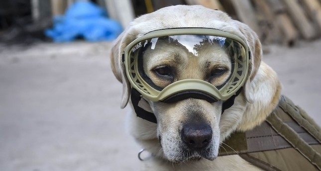 frida rescue frida 4 legged heroine of mexico s quake to the rescue daily sabah frida rescue frida 4 legged heroine of mexico s quake to the rescue daily sabah