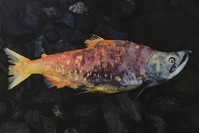 During her art residency at Chulitan Lodge in Alaska, photographer Louisa Marie Summer went to the mouth of Lake Clark to visualize the stunning colors of natural death in the environment.