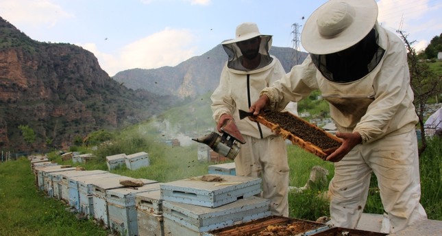 تركيا تنتج 90% من إجمالي عسل الصنوبر حول العالم