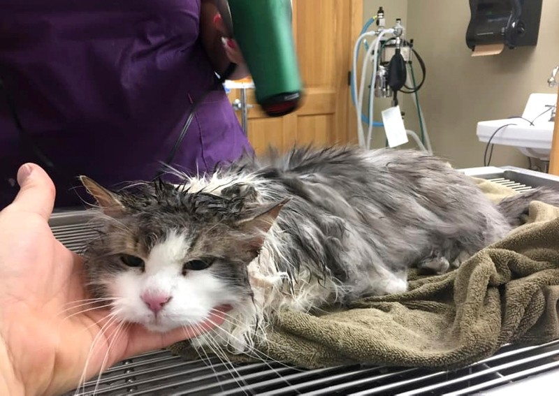 This Jan. 31, 2019 photo provided by The Animal Clinic of Kalispell shows a cat, Fluffy, being treated at the clinic in Kalispell, Mont. (AP Photo)