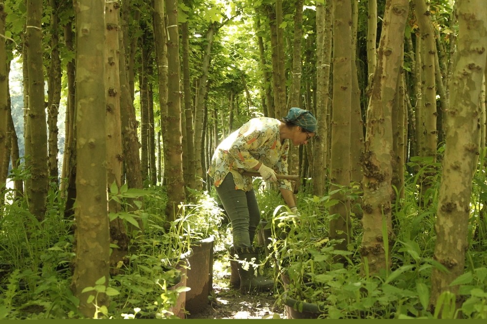 Nergiz Cou015fkun looks at some saplings.