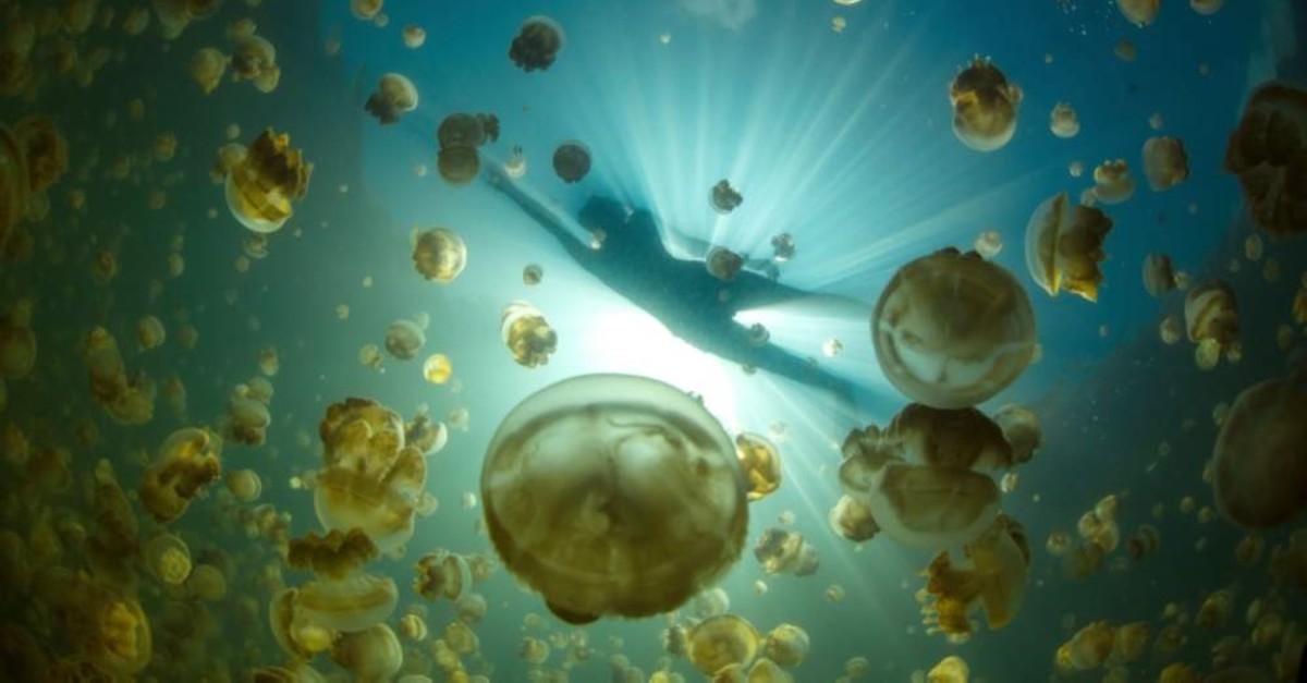 In this Dec. 9, 2014, photo, golden jellyfish swim in Jellyfish Lake in Palau. (Kevin Davidson via AP)