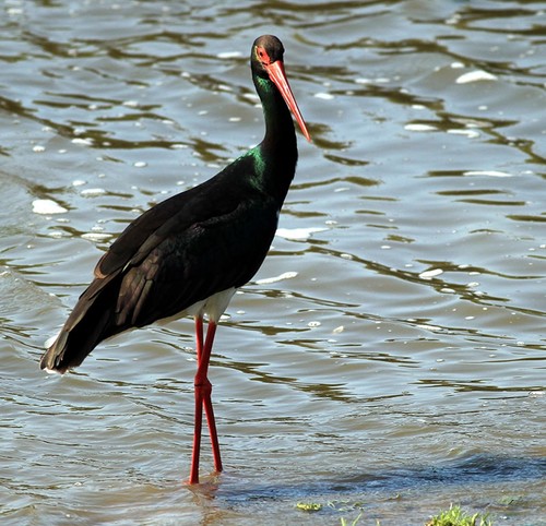 دلتا "كيزيل إرماك" التركية تستعد لاستقبال هواة التصوير 1 دلتا كيزيل إرماك" التركية تستعد لاستقبال هواة تصوير الطيور