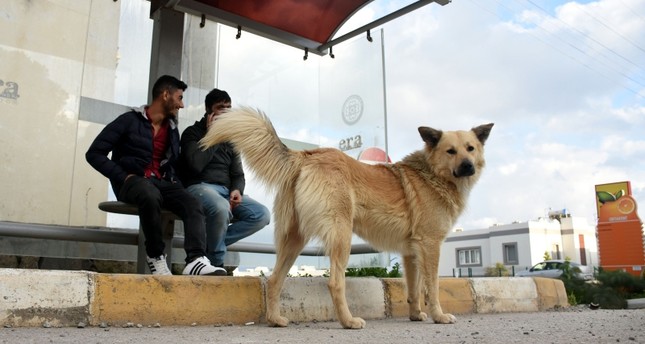 كلب ينتظر صاحبه منذ عام في محطة حافلات بموغلا جنوب غربي تركيا