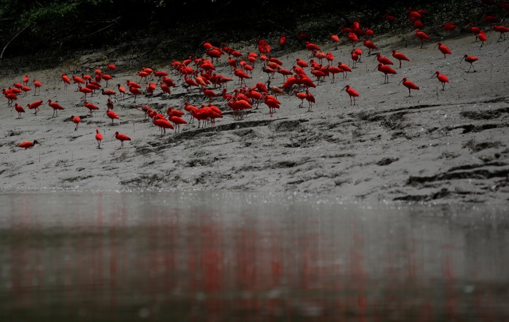 French Total is hunting for what it hopes will be Latin America's next big oil discovery in Brazil's Amazon Basin. (Reuters Photo)