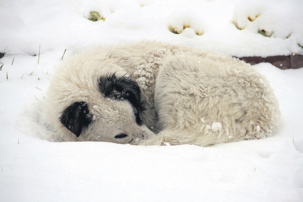 A stray dog tries to keep himself warm after a snowstorm.