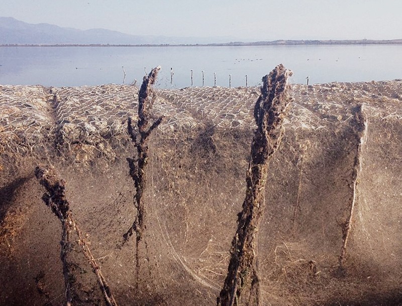 Густая паутина окутала километр побережья озера в Греции