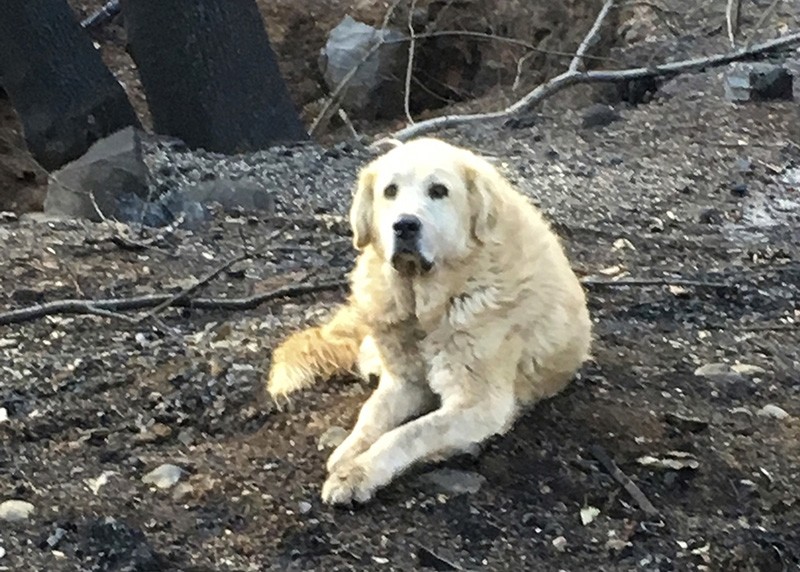 This Friday Dec. 7, 2018 photo provided Shayla Sullivan shows ,Madison,, the Anatolian shepherd dog that apparently guarded his burned home for nearly a month until his owner returned in Paradise, Calif. (Shayla Sullivan via AP)