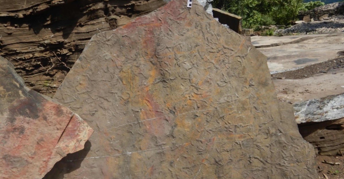 This handout picture released by Virginia Tech on September 4, 2019 shows trace fossils, showing the density of traces, from ~550 million year old rock in the Yangtze Gorges area, South China (AFP Photo)
