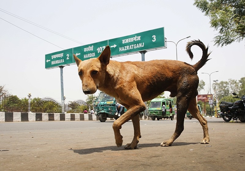 A stray dog walks on a road in Lucknow, in northern Indian state of Uttar Pradesh, Monday, May 7, 2018. (AP Photo)