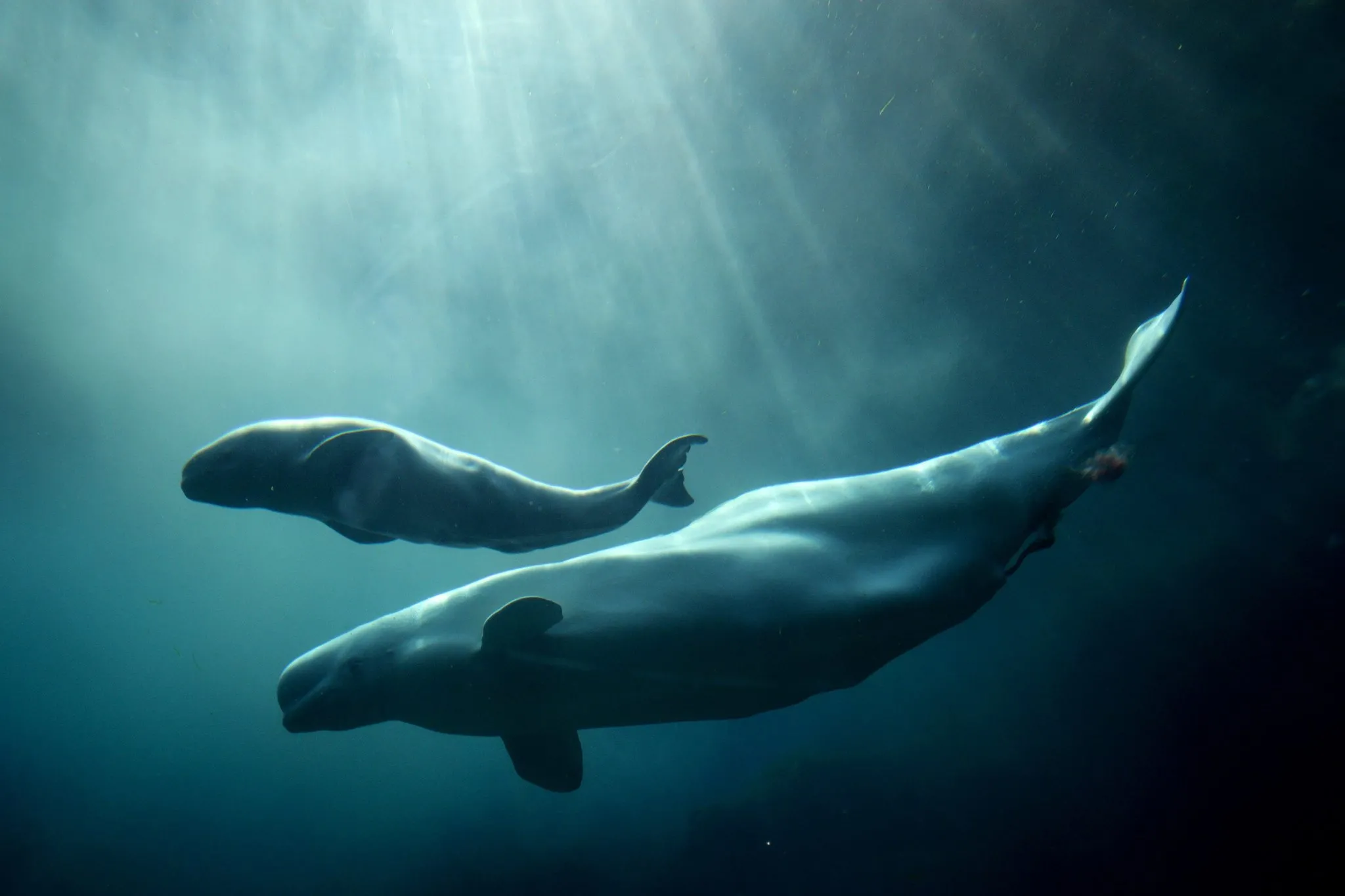 World s First Sanctuary For Beluga Whales To Open In Iceland Daily Sabah world-s-first-sanctuary-for-beluga-whales-to-open-in-iceland-daily-sabah