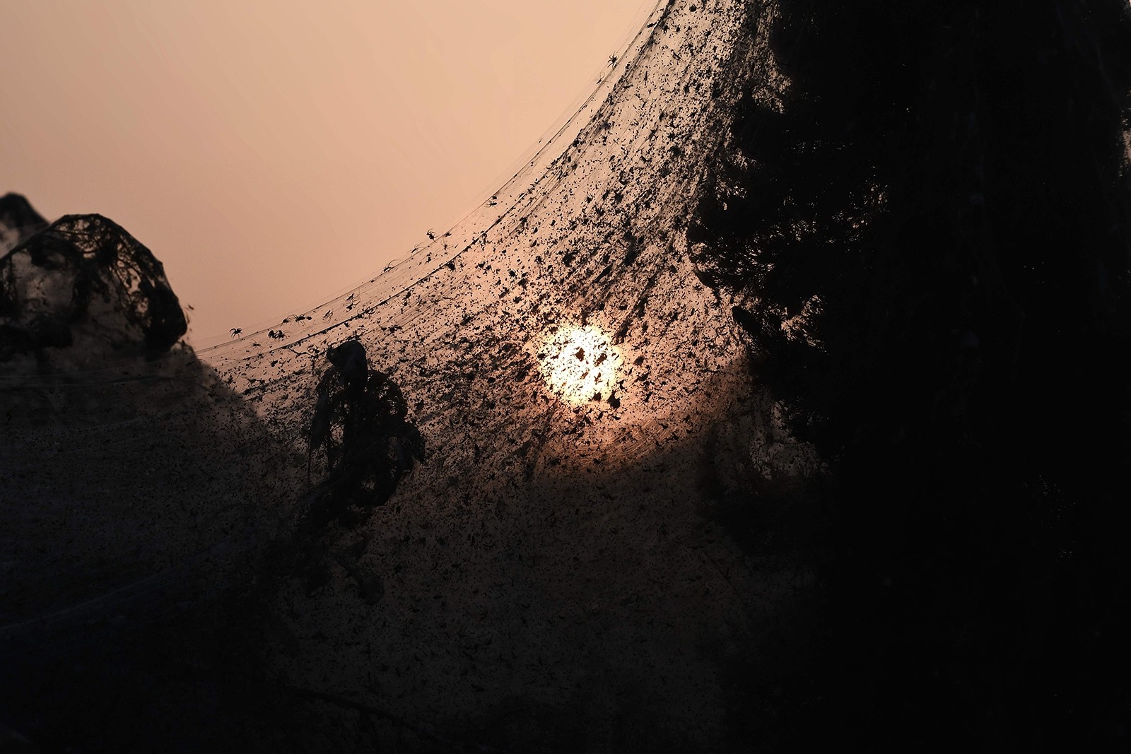 Густая паутина окутала километр побережья озера в Греции