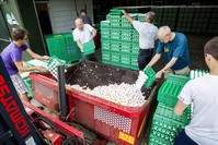 Farmers throw out eggs at a poultry farm in Onstwedde, Netherlands after the Dutch Food and Welfare Authority (NVWA)found they were contaminated with fipronil, a toxic insecticide outlawed for use in the production of food.