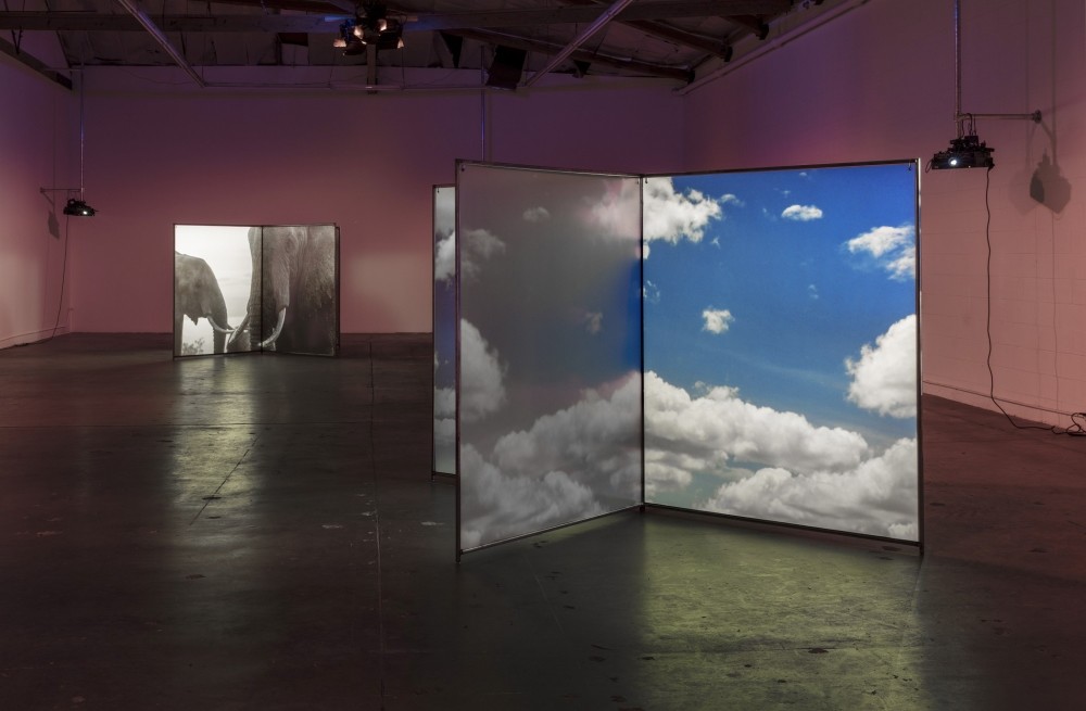 u201cDiana Thater: A Run Away World,u201d which deals with the situation of endangered animals caused by poaching, will be presented at Borusan Contemporary.