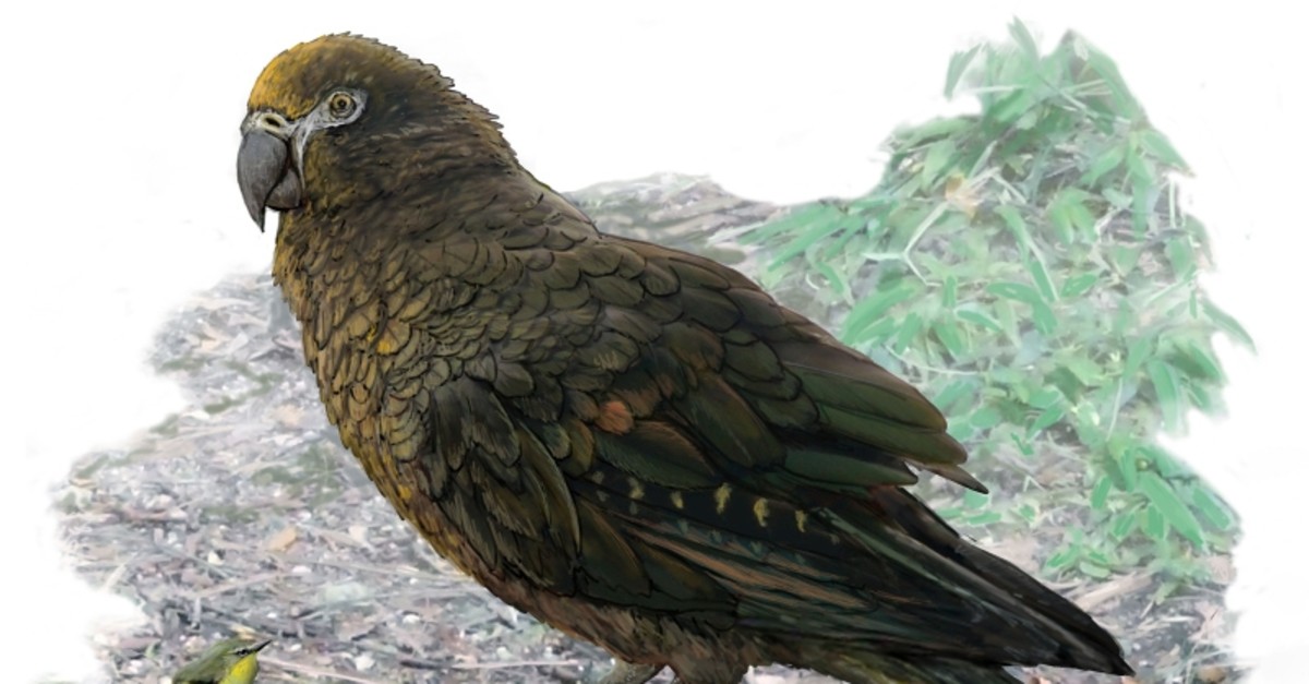 This handout picture released on August 7, 2019 by the Flinders University shows the drawing by Dr. Brian Choo featuring a giant-sized Parrot (AFP Photo)