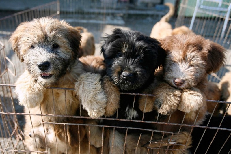 Sapsaree puppies stand in their cage in Gyeongsan, South Korea October 29, 2010 (Reuters File Photo)