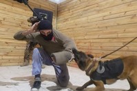 A police dog tackles a ,suspect, during a training session. (DHA Photo) 