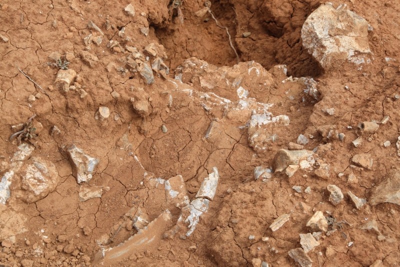 Picture shows fossils unearthed in southwestern Turkey's Denizli province, Dec. 25, 2018. (DHA Photo)