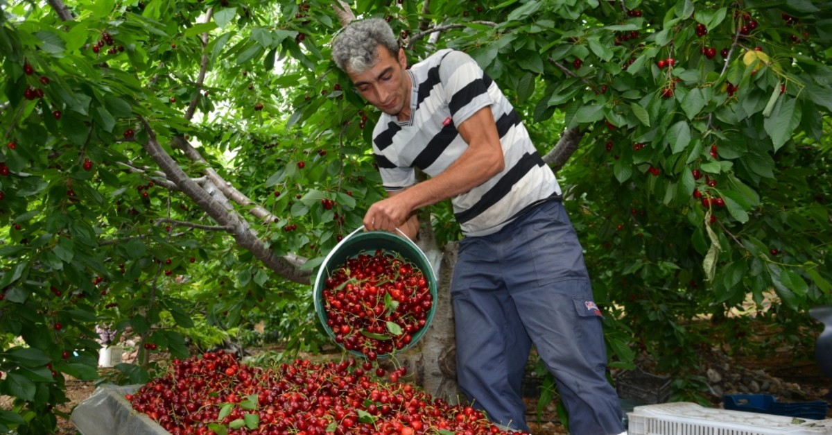 Turkey exported 65,000 tons of cherries between Jan. 1 and July 10, 2019, generating $155.7 million in revenue.