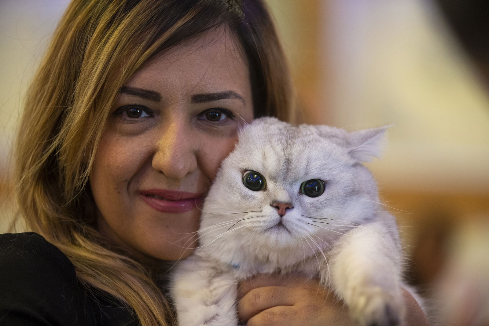 Самые красивые коты Турции собрались на фестивале в Анкаре