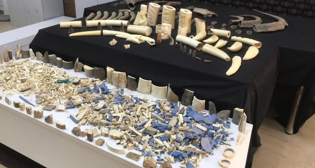 مجموعة واسعة من قرون الماموث وأسنان الحيتان وقرون الجاموس  ضبطتها السلطات التركية في إسطنبول، 19-12-2023 صورة: IHA