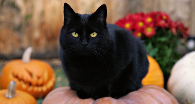 Image result for black cat