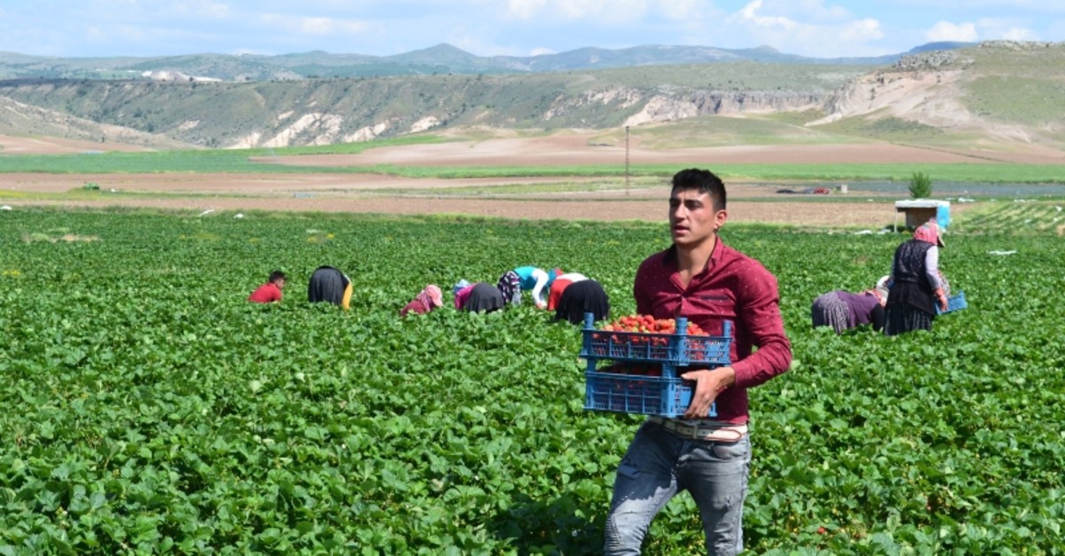 A seasonal worker picks strawberries in central Turkey's Aksaray. (DHA Photo)