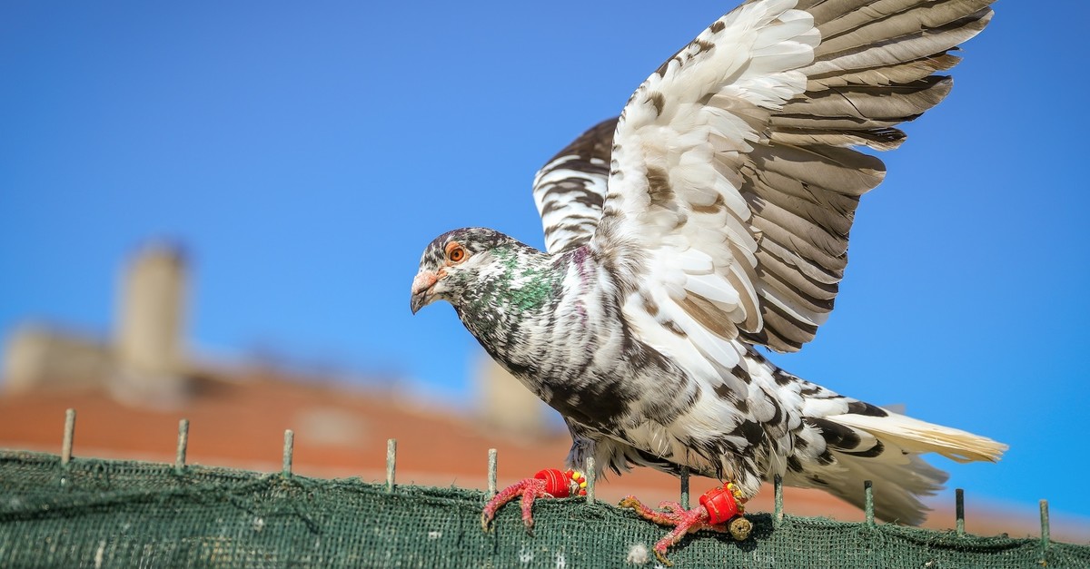 Pigeon Man Turns His Tea Shop Into Bird Sanctuary Daily Sabah Pigeon Man Turns His Tea Shop Into Bird Sanctuary Daily Sabah