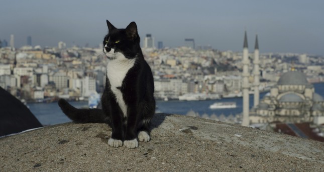 البلدية والسكان والسياح يتنافسون على رعاية وكسب رضا قطط إسطنبول