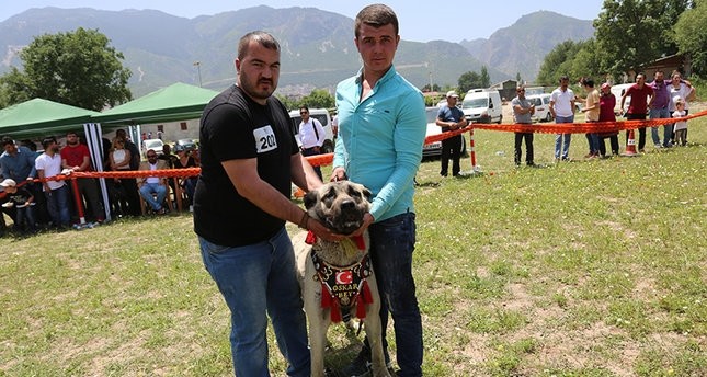 تركيا.. تنظيم مسابقة لاختيار أجمل كلب رعي في البلاد