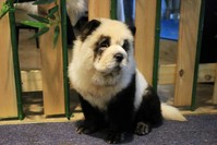 A Chow Chow dog dyed like a giant panda pictured at a pet cafe in Chengdu, China, Oct.27, 2019. (REUTERS)