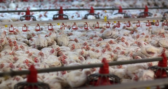 Initiative Tierwohl führt Siegel für Geflügelprodukte ein