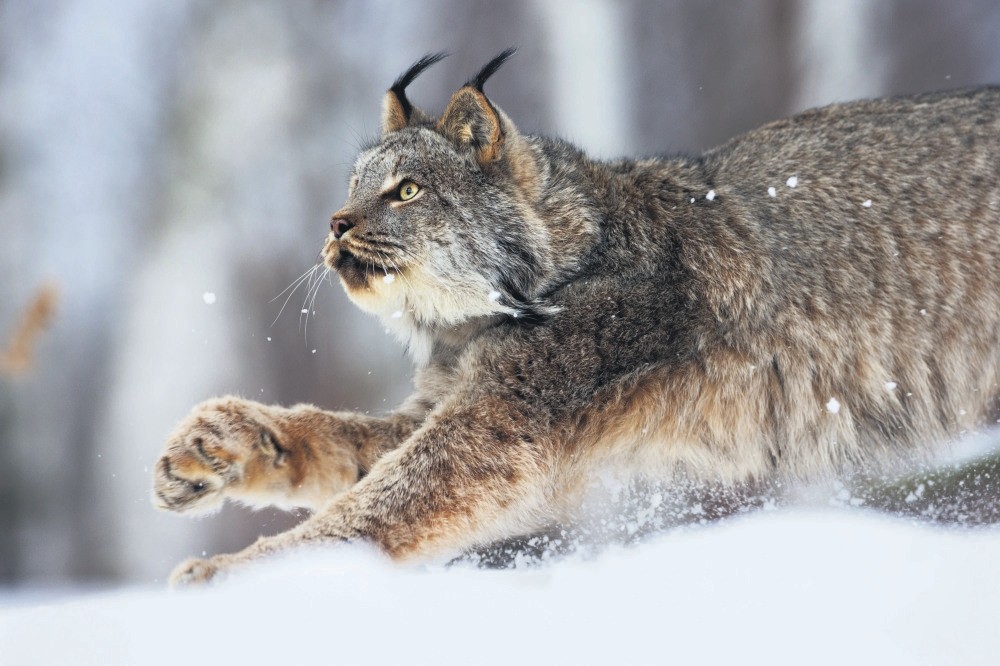 DNA samples of wild animals like lynx will be collected in the gene bank. 