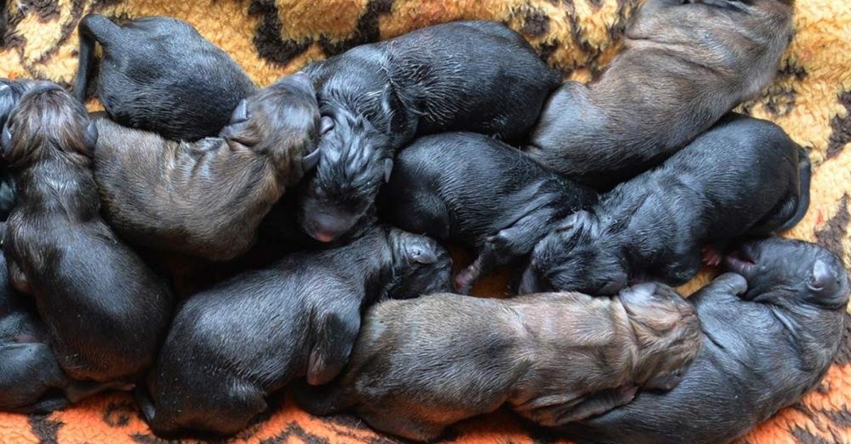 dog giving birth to puppies