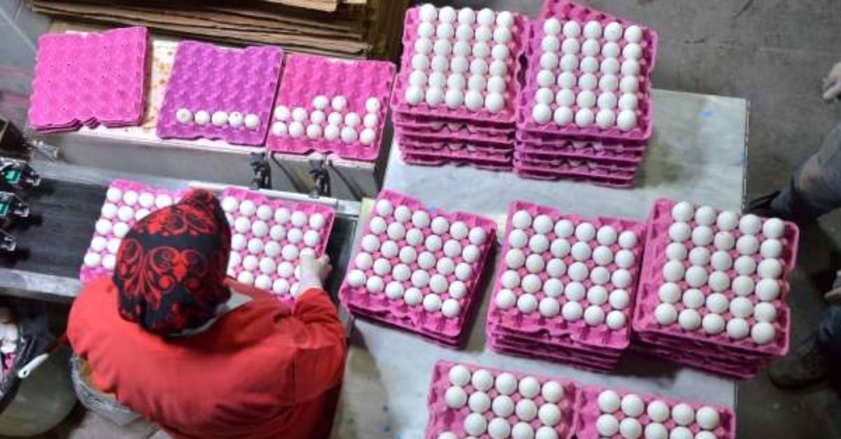  Turkey's total egg exports last year totaled over $430 million. (AA Photo).
