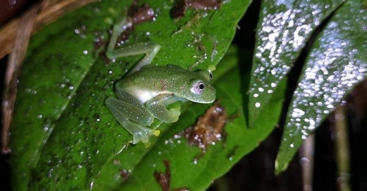 Handout picture released by Bolivia's Natural History Museum ,Alcide d'Orbigny, on Jan. 27, 2020, showing one of three ,glass frogs,, found on Jan. 8, at the Sehuencas National Park, 120 km east of Cochabamba, Bolivia. (AFP Photo/Natural History Museum ,Alcide d'Orbigny,/Oliver Quinteros)