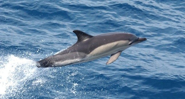 تركيا تشارك في مشروع لإنقاذ الدلافين في البحر الأسود