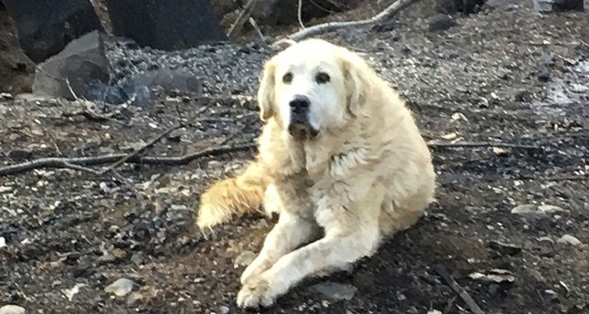 الكلب التركي ماديسون من نوع شيبرد أثناء انتظاره أمام منزل صاحبه بعد احتراقه في خرائق الغابات التي شهدتها ولاية كاليفورنيا الأمريكية أسوشيتد برس