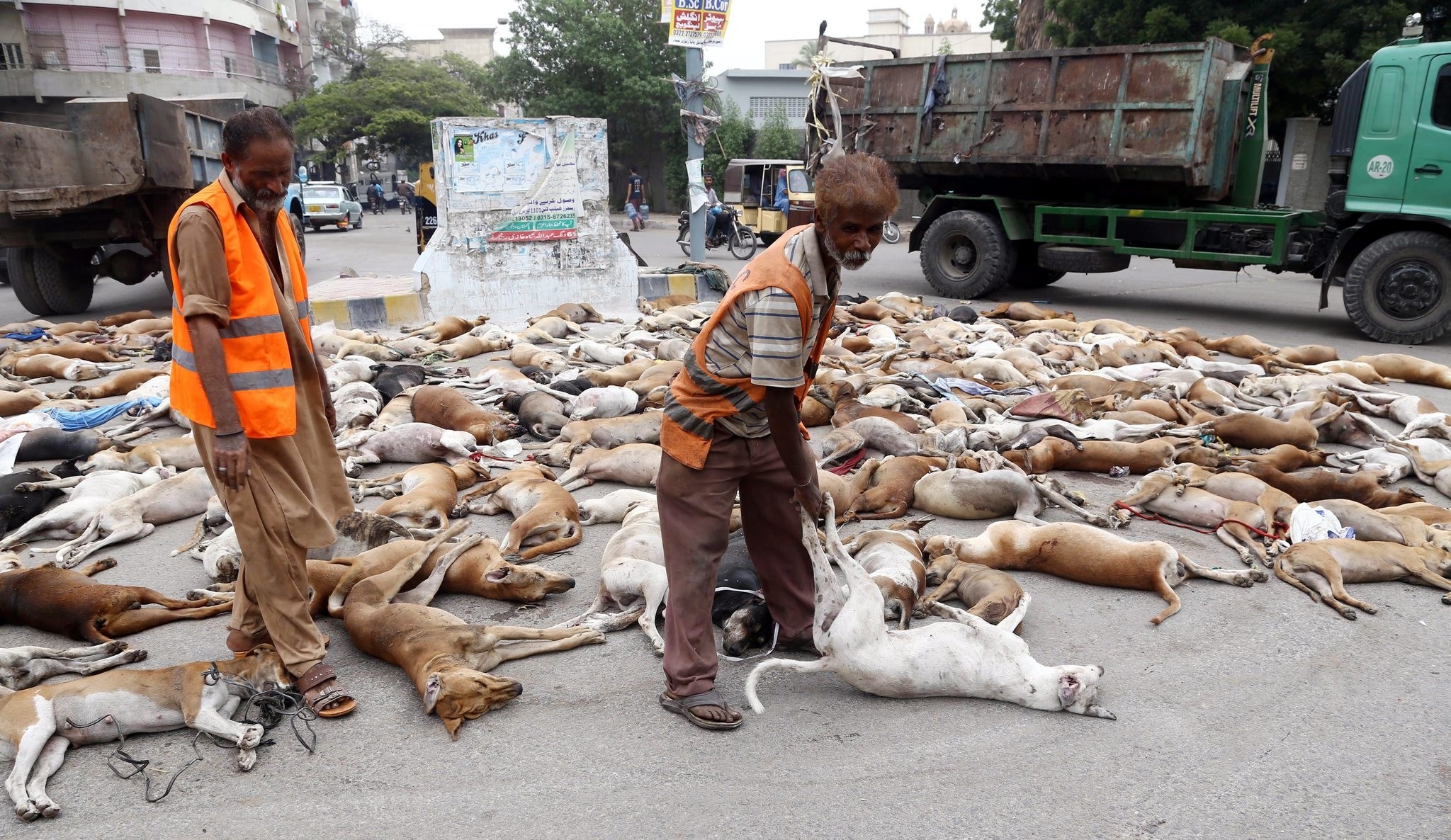 Municipality workers collect the dead bodies of stray dogs during an anti-canine drive in Karachi, Pakistan, 04 August 2016. (REUTERS Photo)
