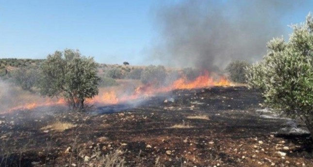 مستوطنون يحرقون عشرات أشجار الزيتون جنوبي الضفة